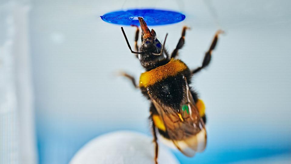 A bumble bee reaching to a blue circle