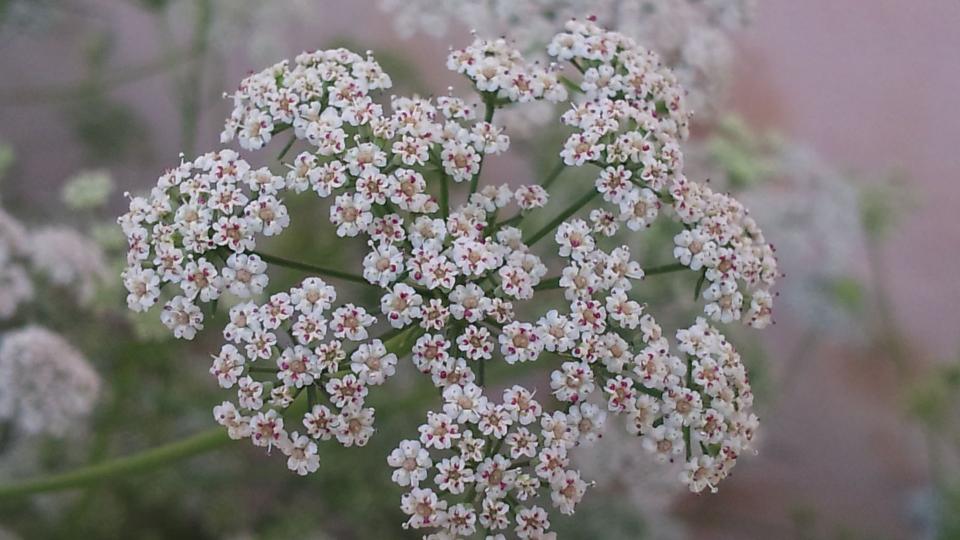 the flowers of the carom plant