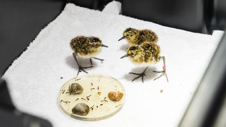 Small birds in a laboratory