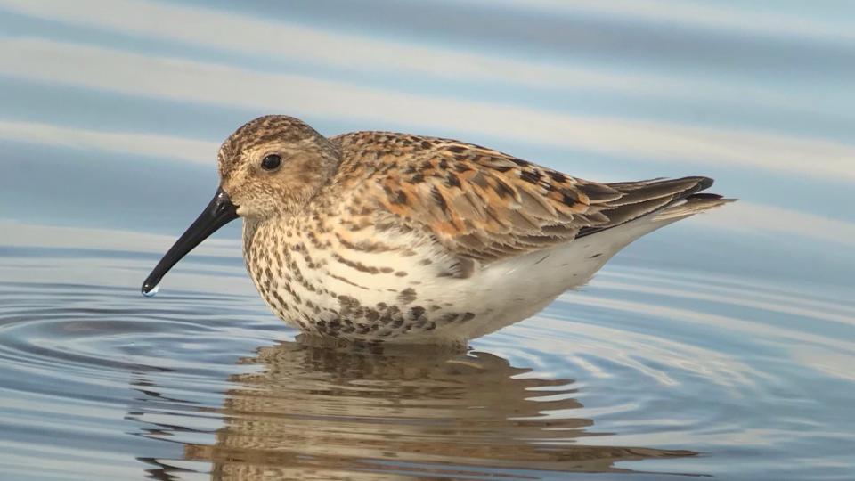 A bird on water