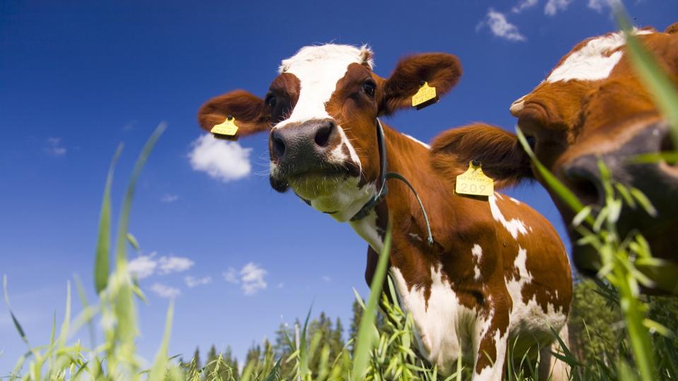 Kaksi lehmää niityllä.