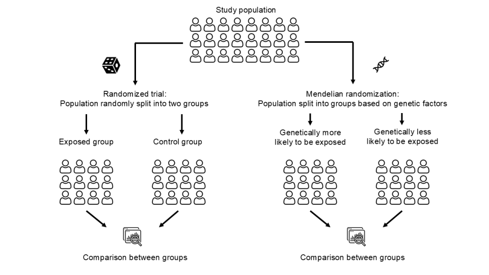 Comparison of randomized trials and Mendelian randomization.