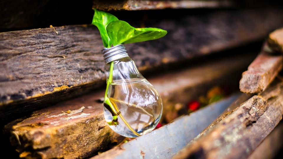 puupinon päällä olevan hehkulampun sisällä kasvi