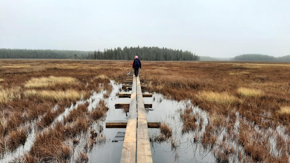 Henkilö kävelee suolla pitkospuita pitkin.