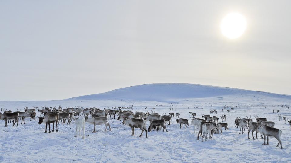 Reindeers hearding in the snow on a sunny winter day