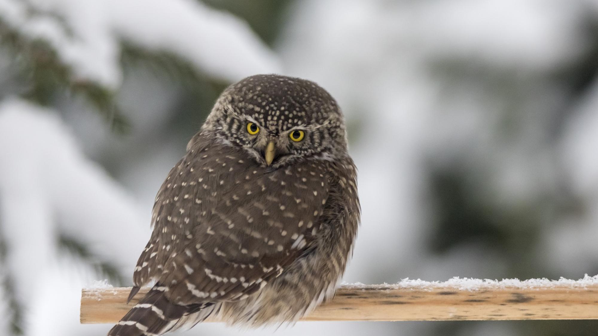OwlSittingOnASnowyBranch