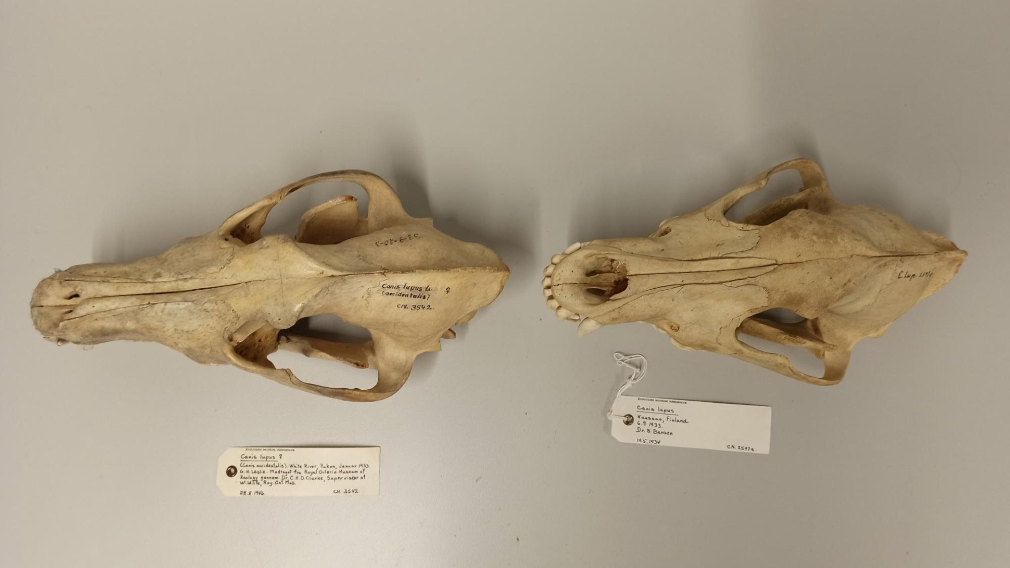 Wolf skulls