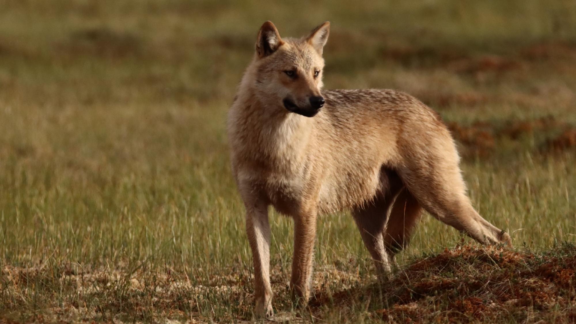 A wolf in Finland