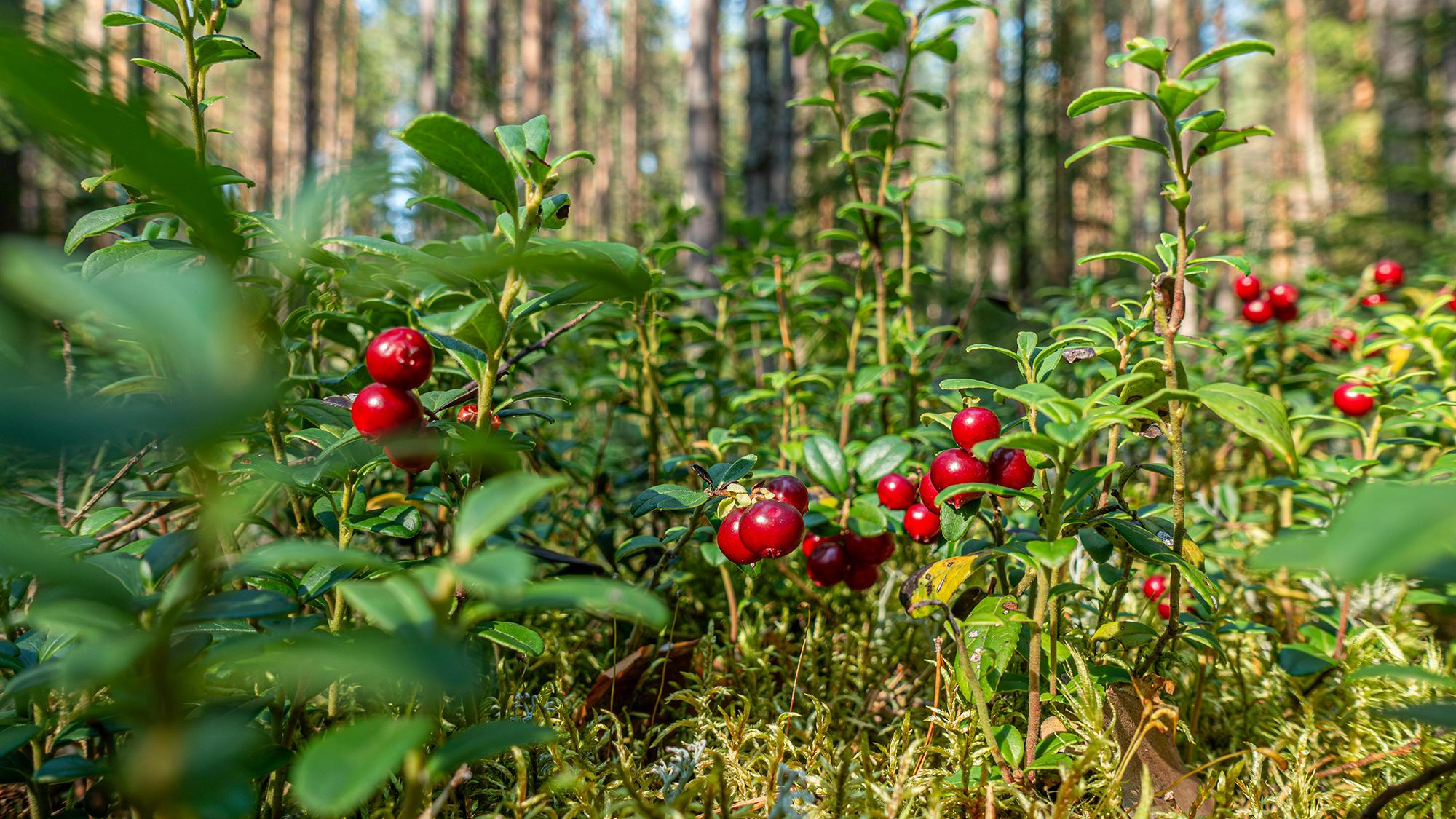 puolukoita metsässä