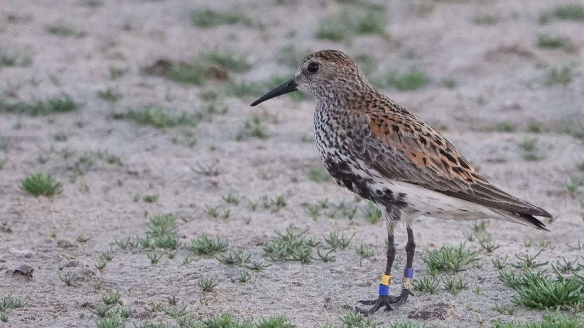 A bird on sand