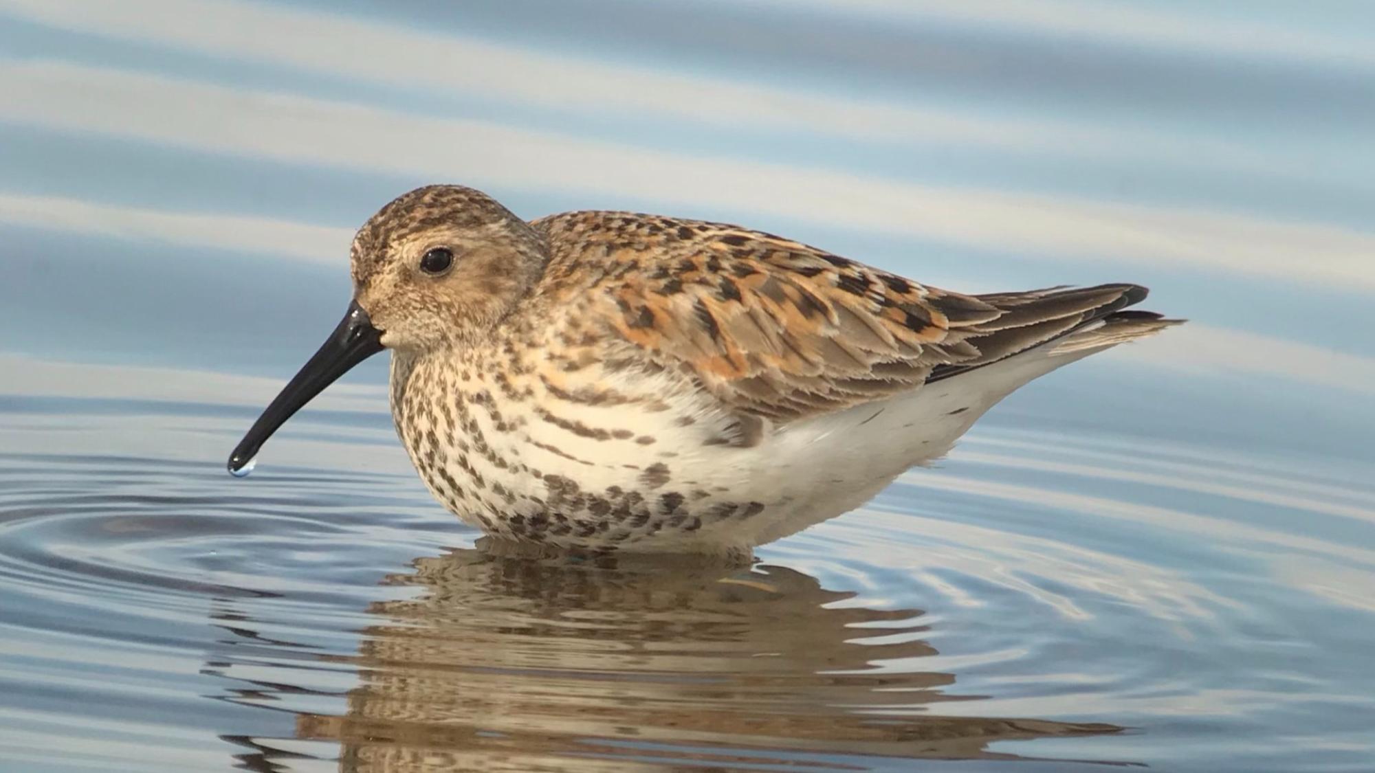 A bird on water