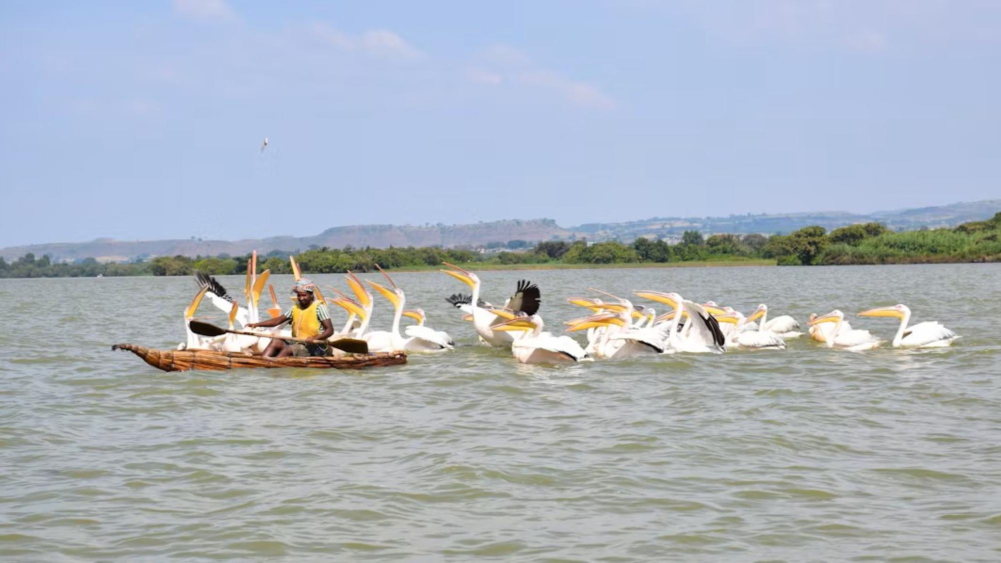 Pelicans swimming round a rowboat in Ethiopia.