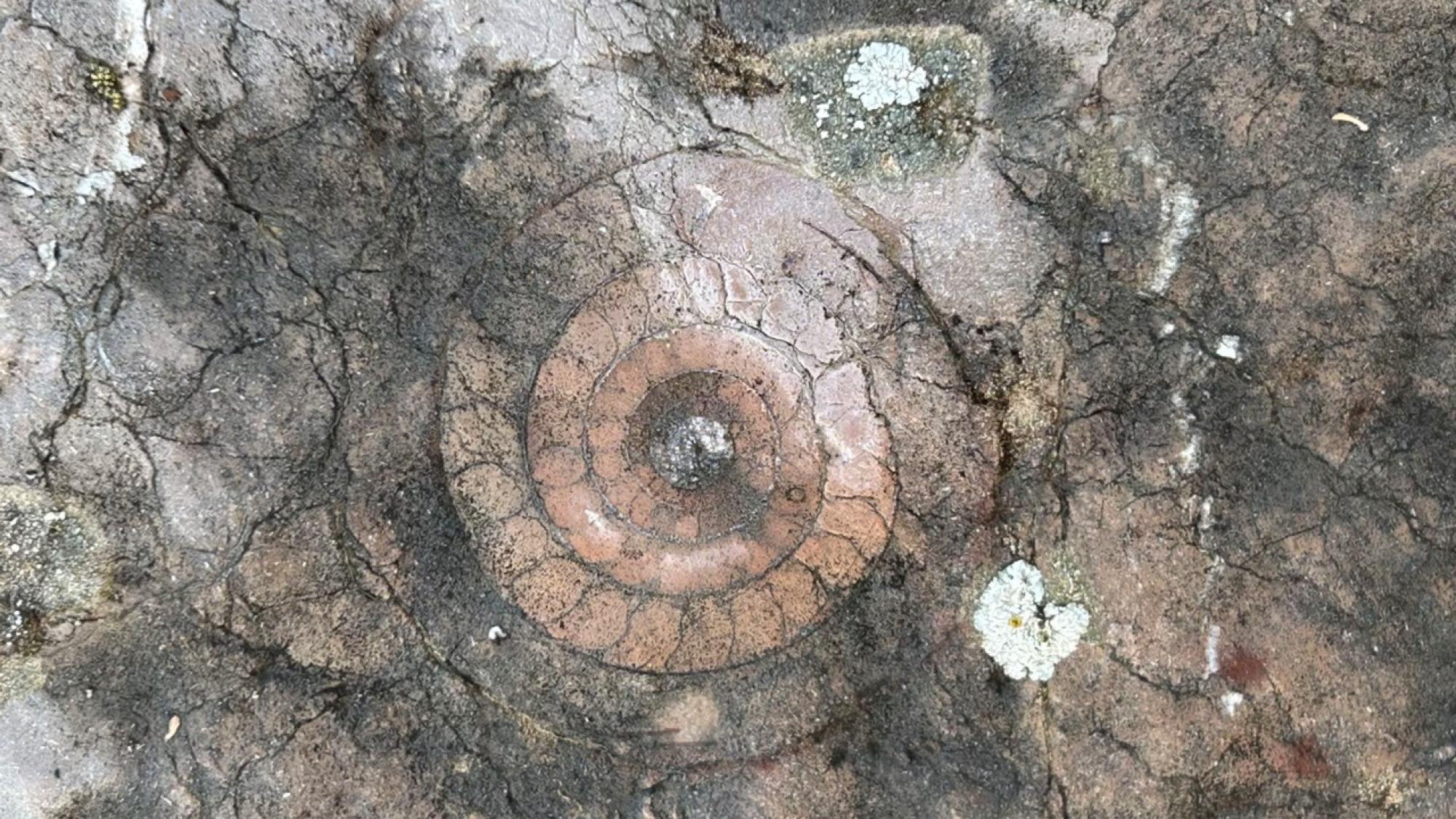 Triassic ammonoid fossils in spiral pattern on the ground seen from above.