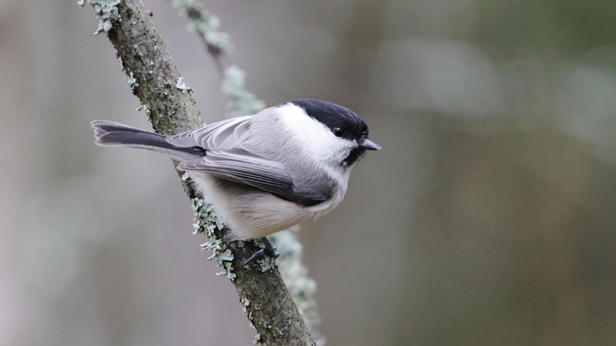 hömötiainen oksalla