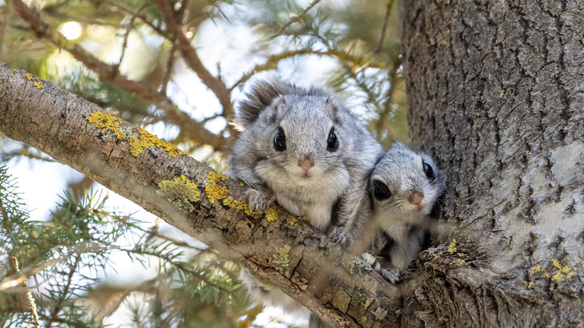 Two flying squirrels looking directly to the camera.