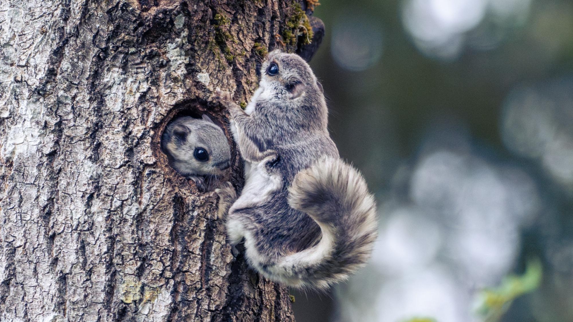 Two flying squirrels on a tree