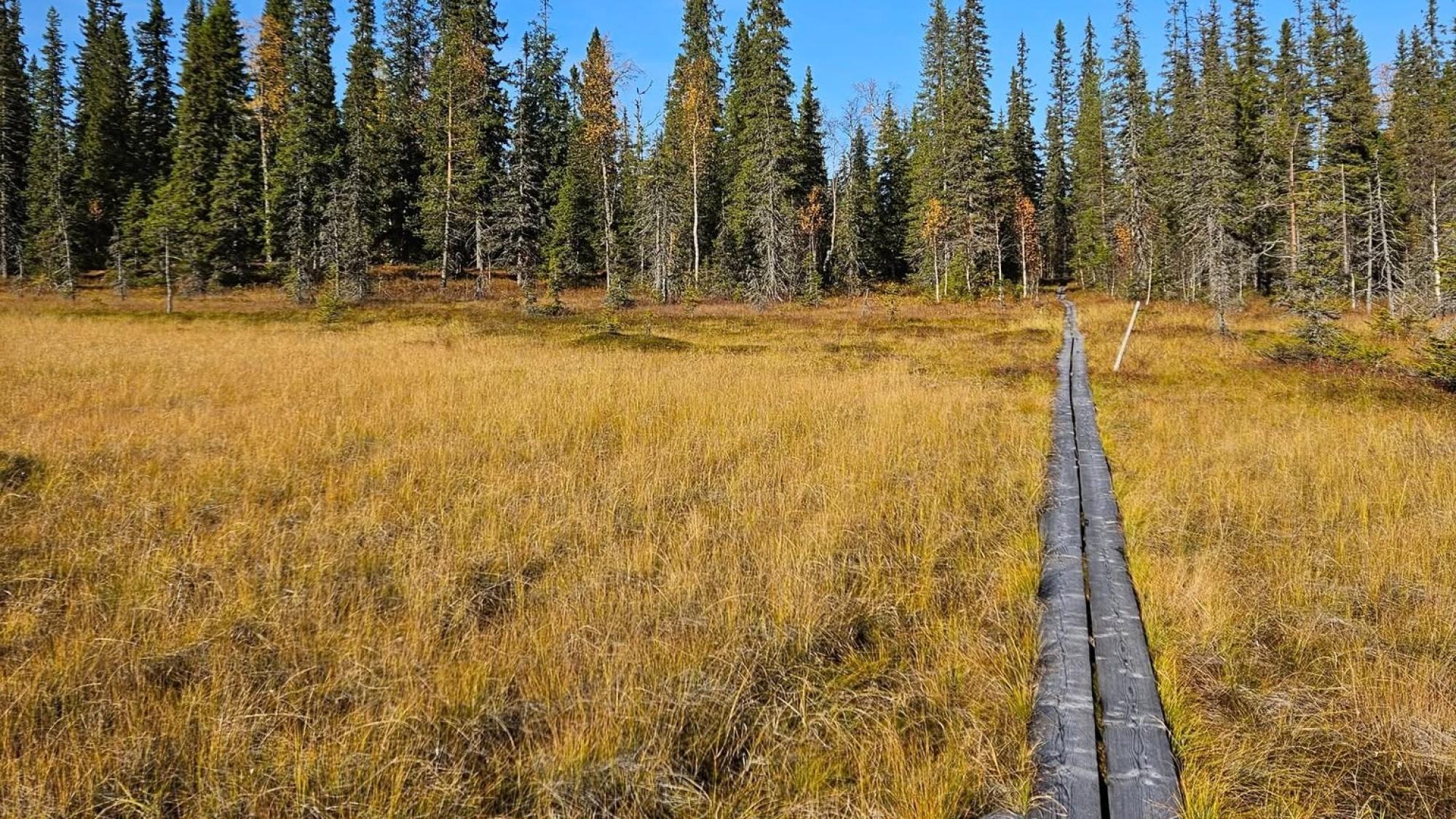 Yellow swamp with duckboards going in the middle of it to a forest, Iso-Syöte, Finland