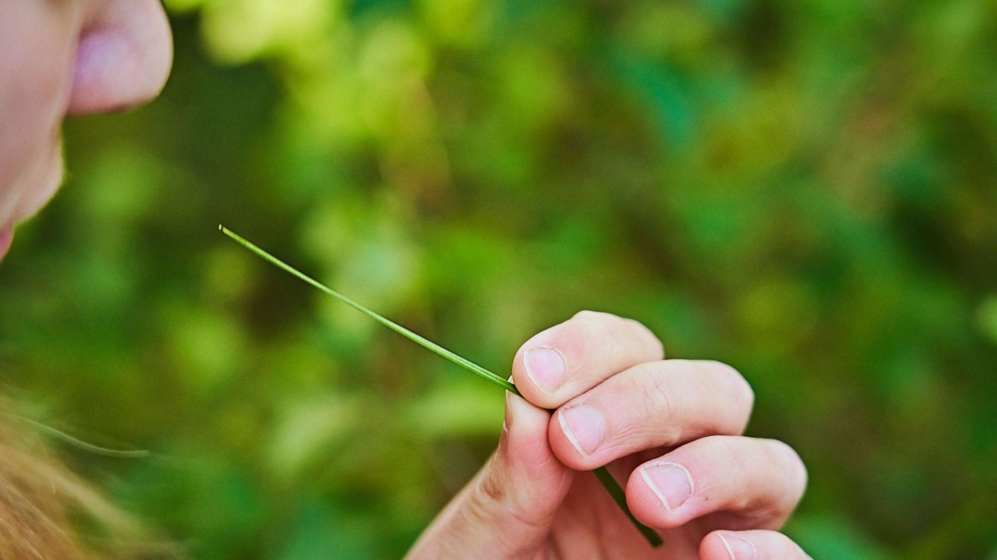 Henkilö pitää sormiensa välissä ohutta heinänkortta taustalla vihreä metsä.