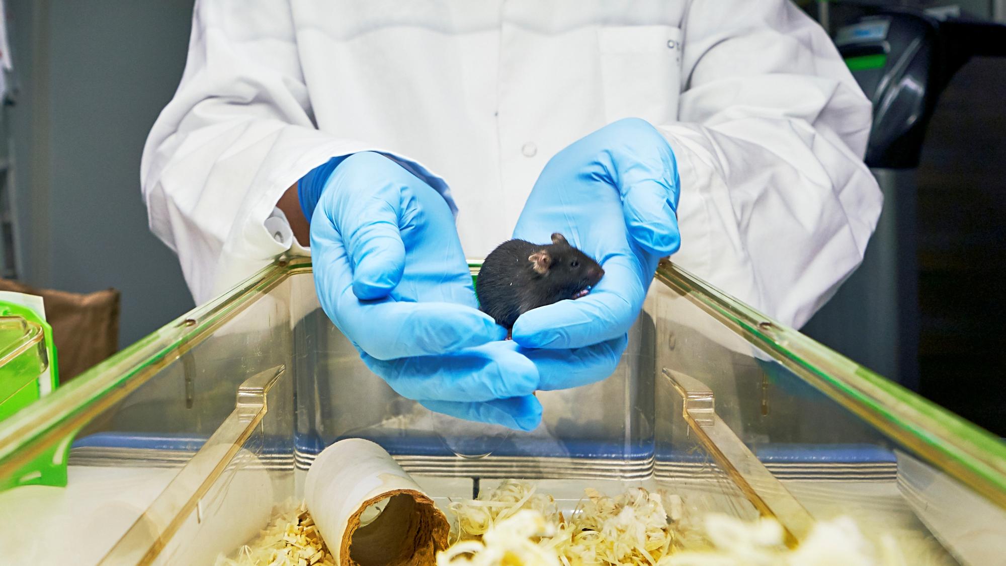 harjoittelu_hiirellä