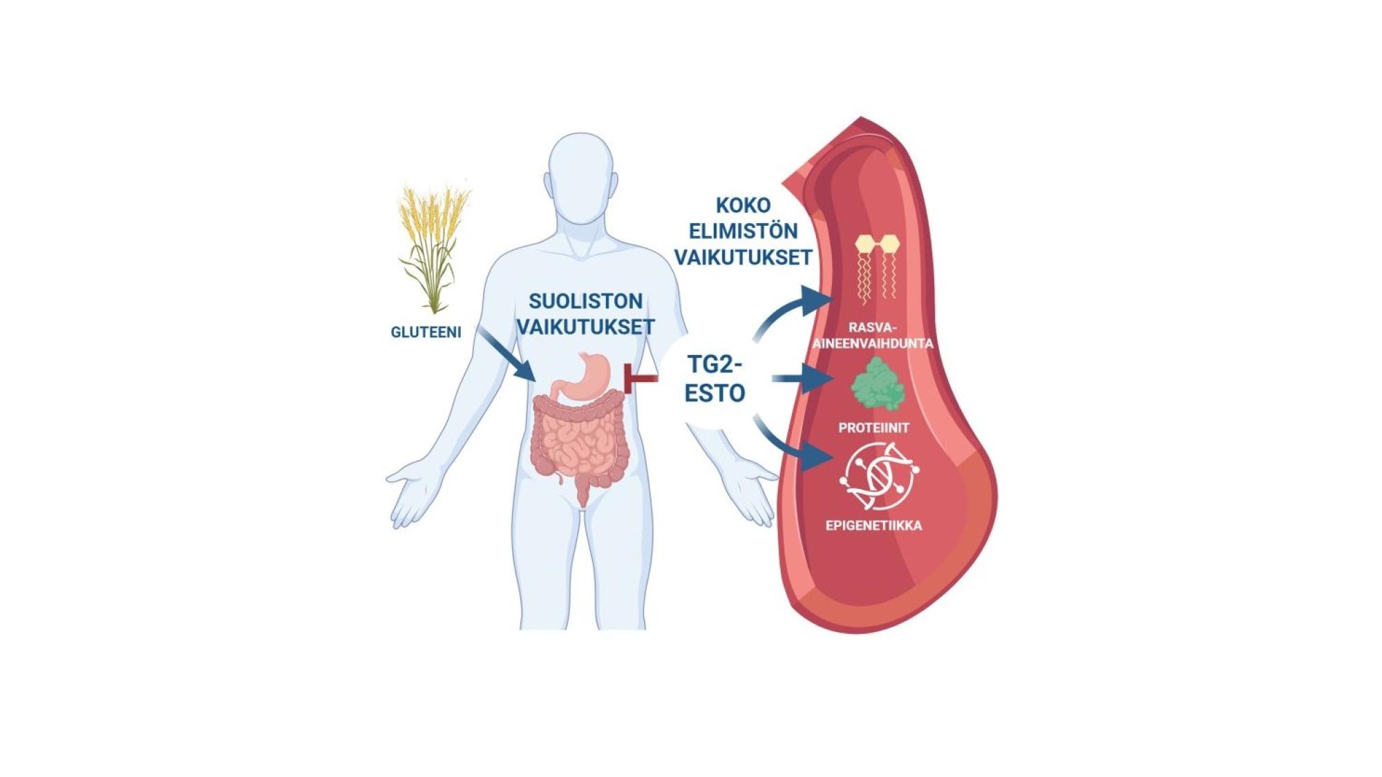 Piirroskuvassa havainnollistetaan kokeellisen lääkkeen vaikutuksia elimistöön.