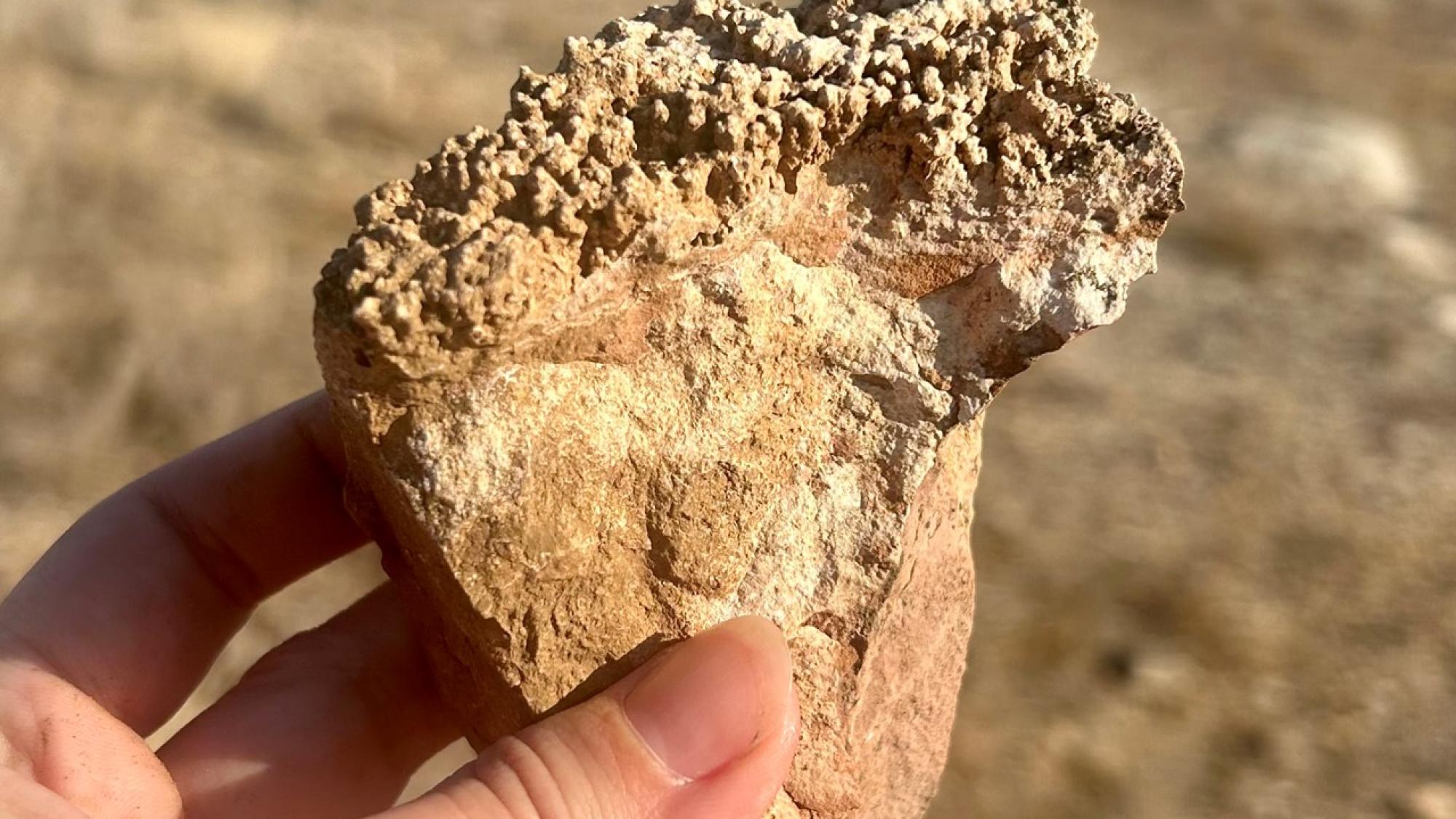 A hand holding a piece of limestone.