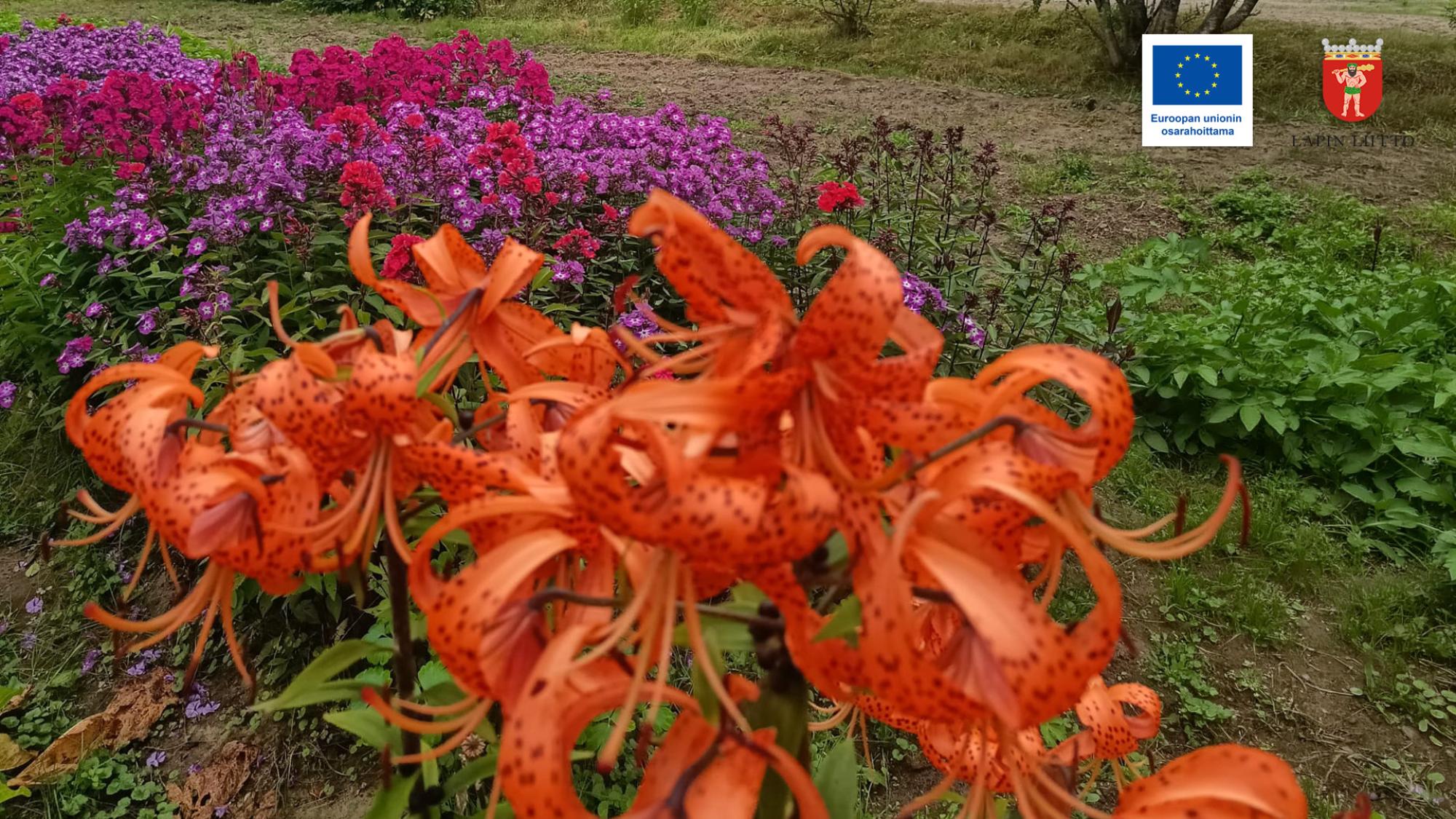 Lisäarvoa kasveista -hanke