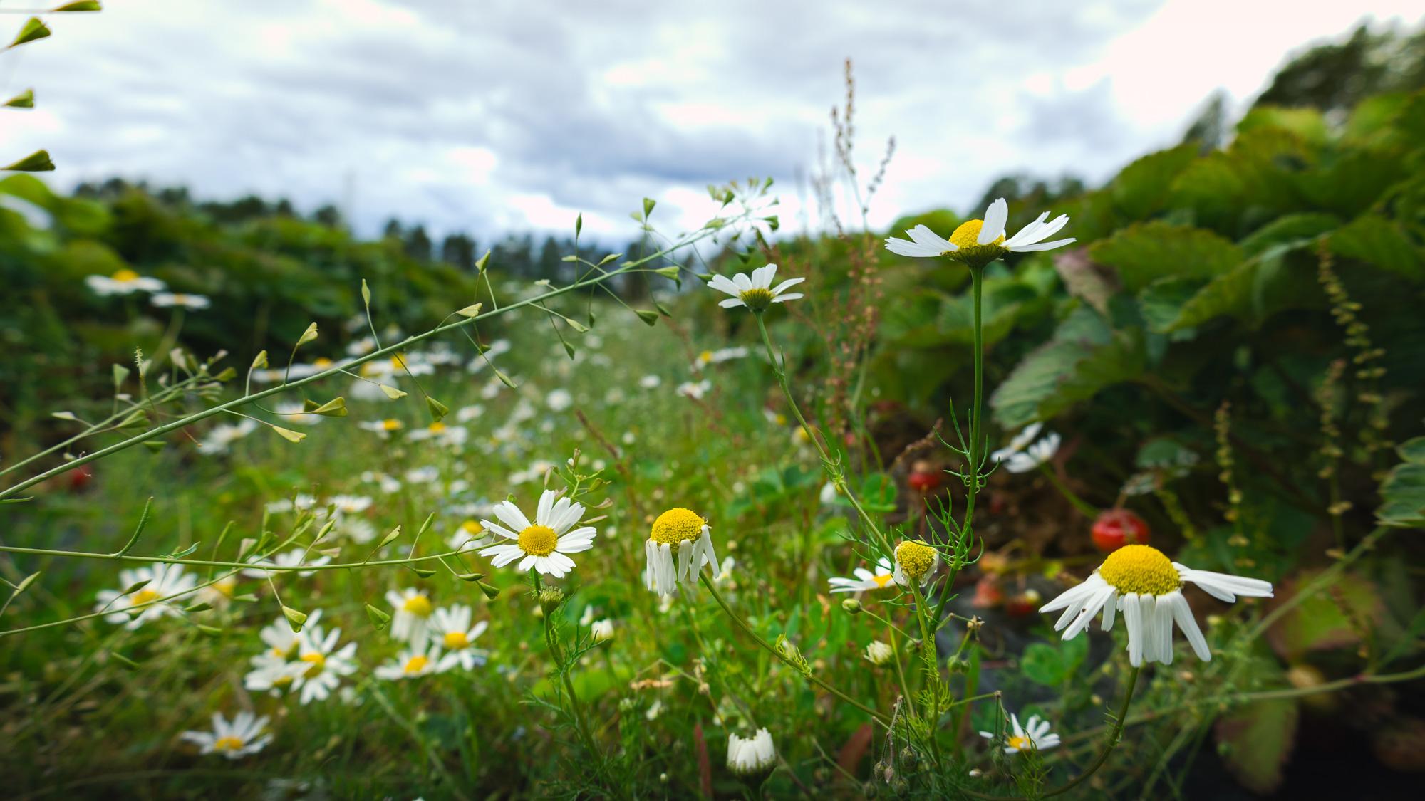 kukkia mansikkapellolla