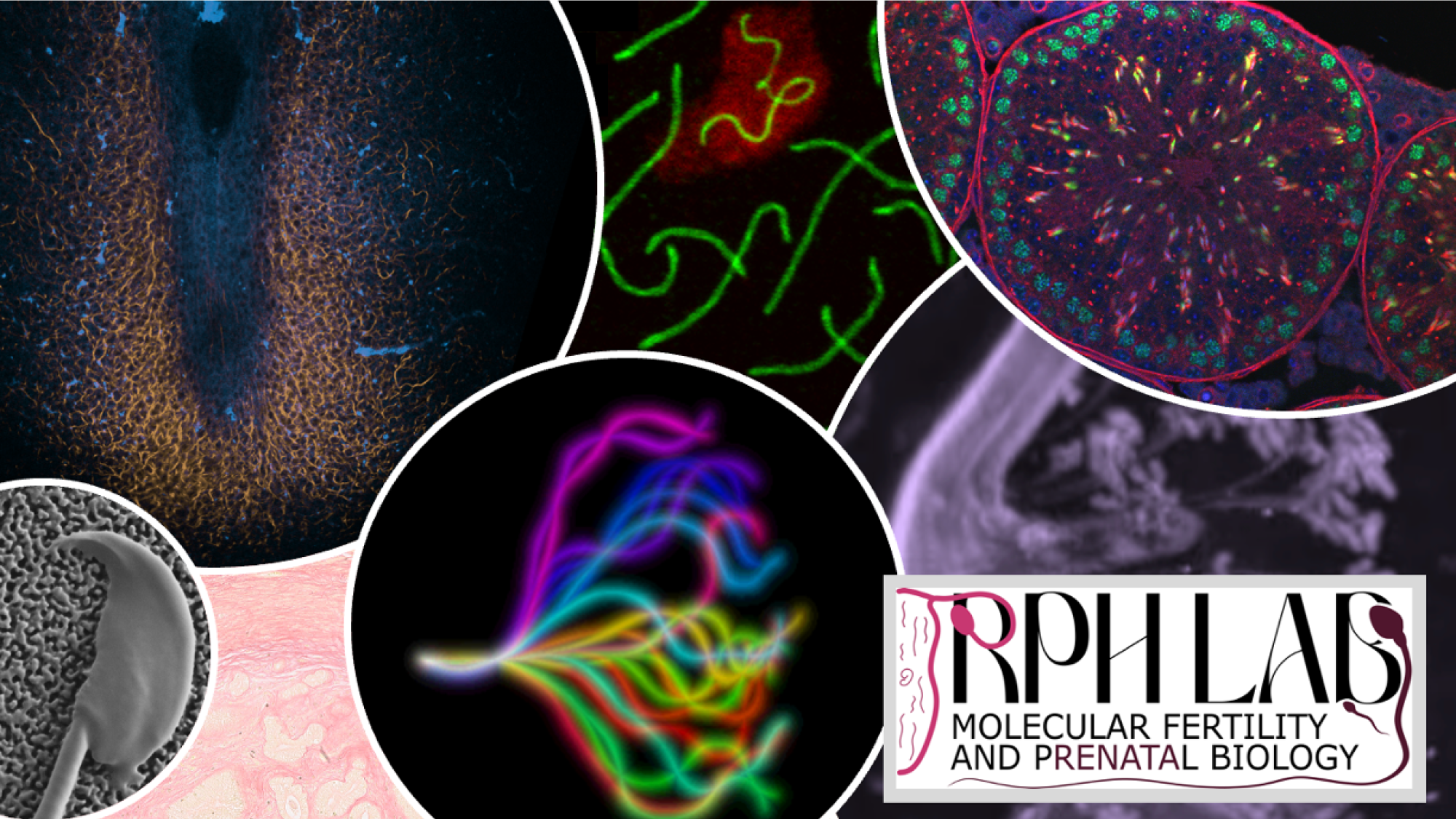 RPH Lab research images and logo