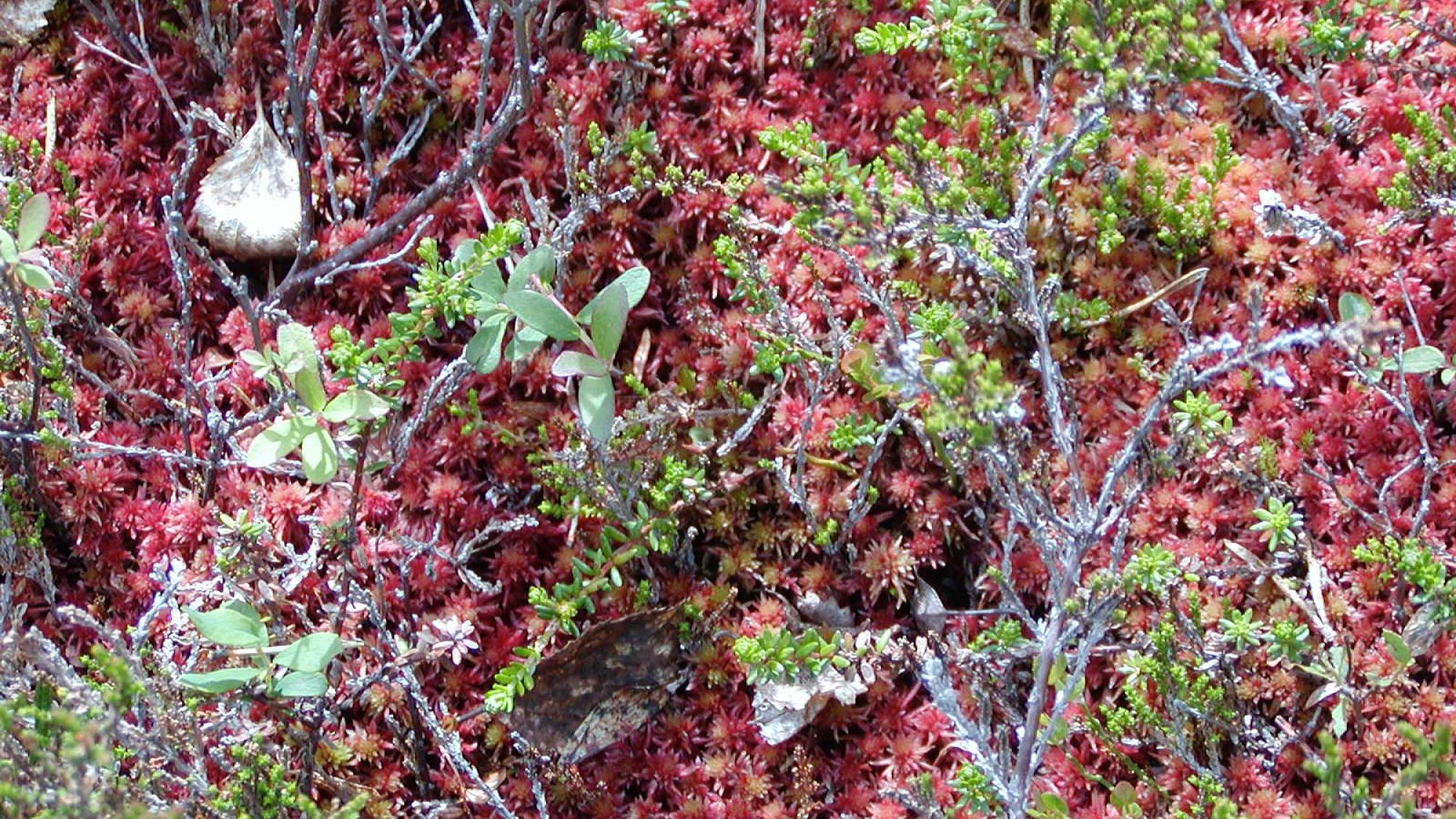 Crowberry (Empetrum nigrum L.)