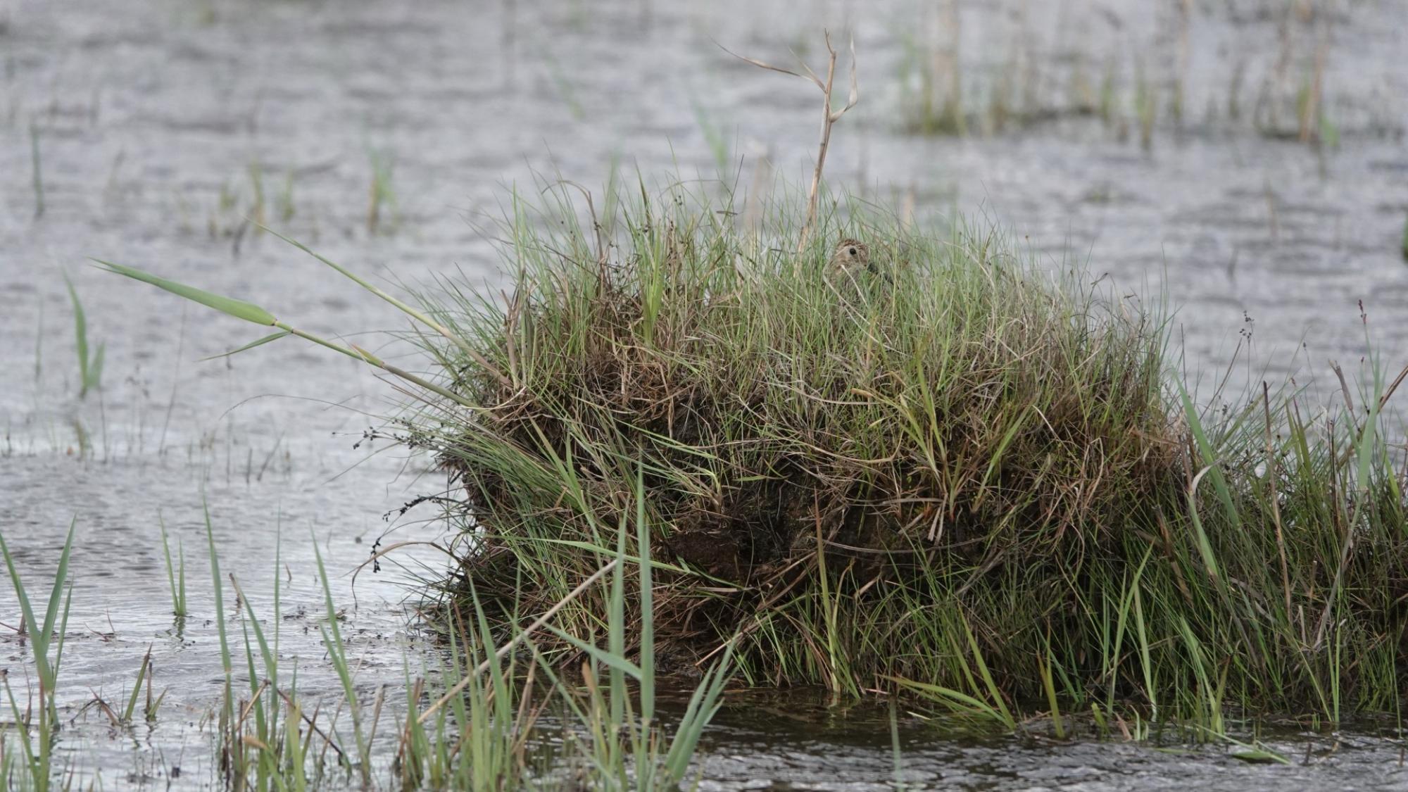 Bird nest in flood