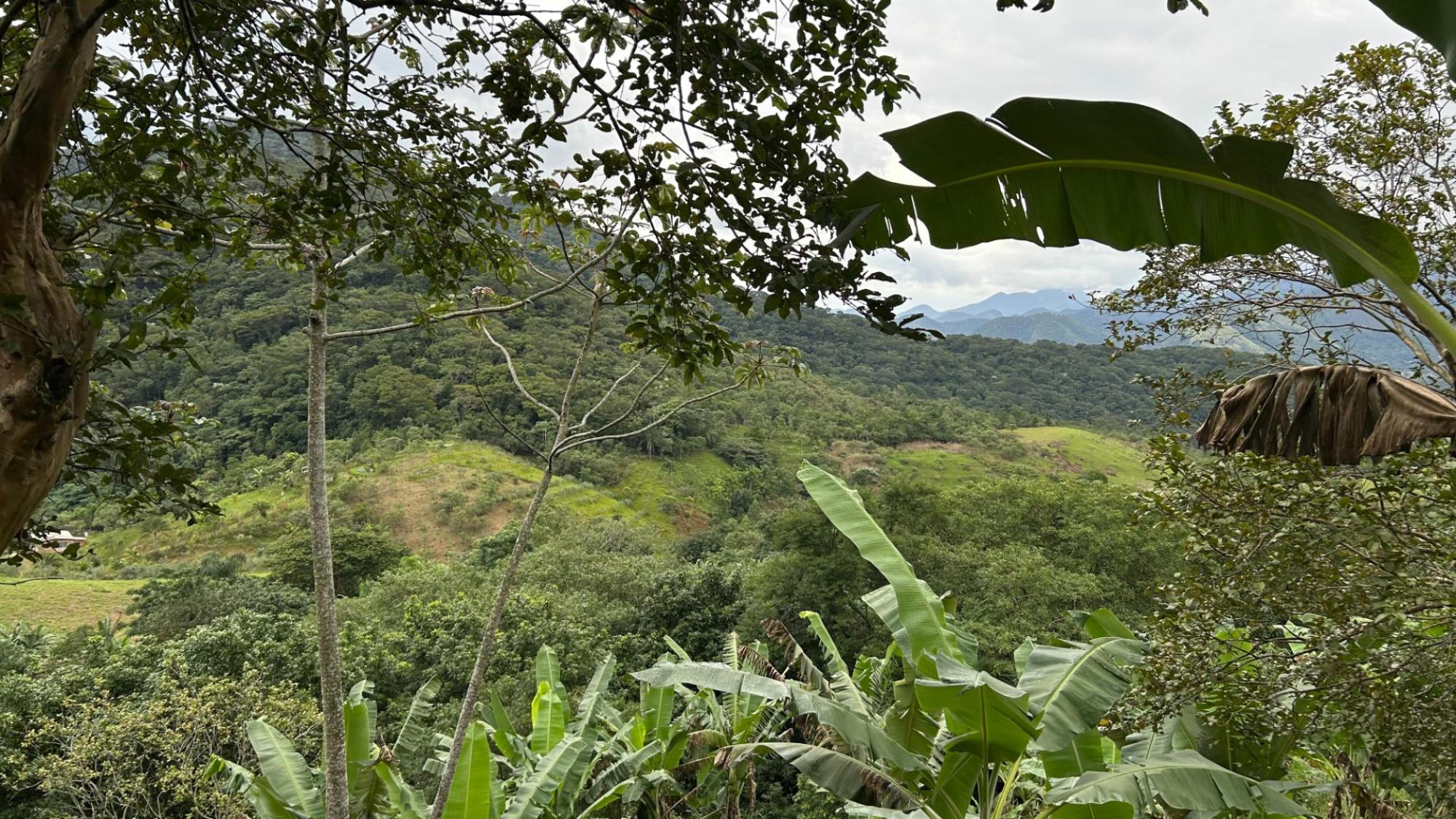 Wildlife refuge in rain forest.
