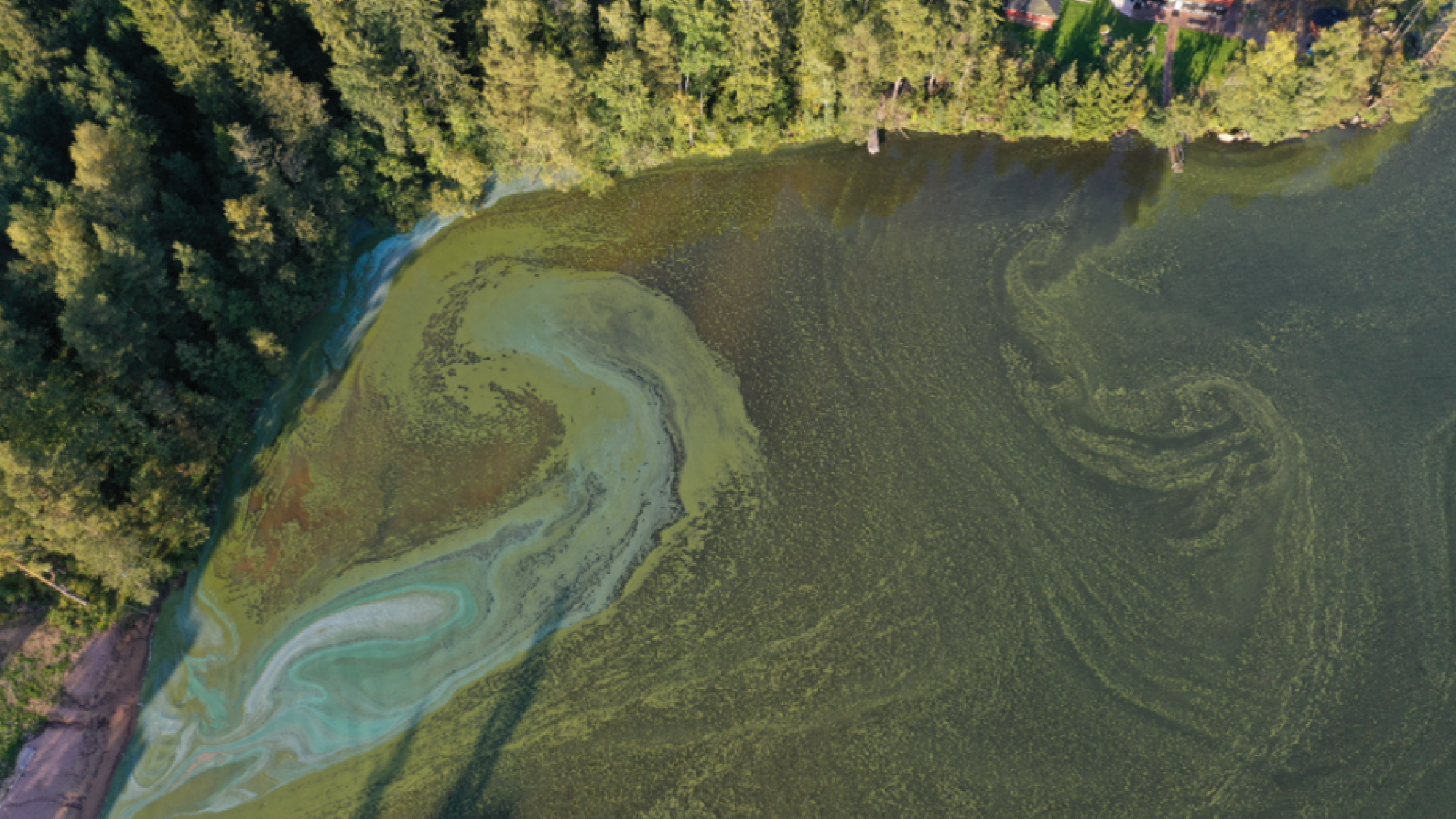 Aereal picture of a lake surrounded by a forest. The lake is covered by green swirls formed by bluea-green algae.