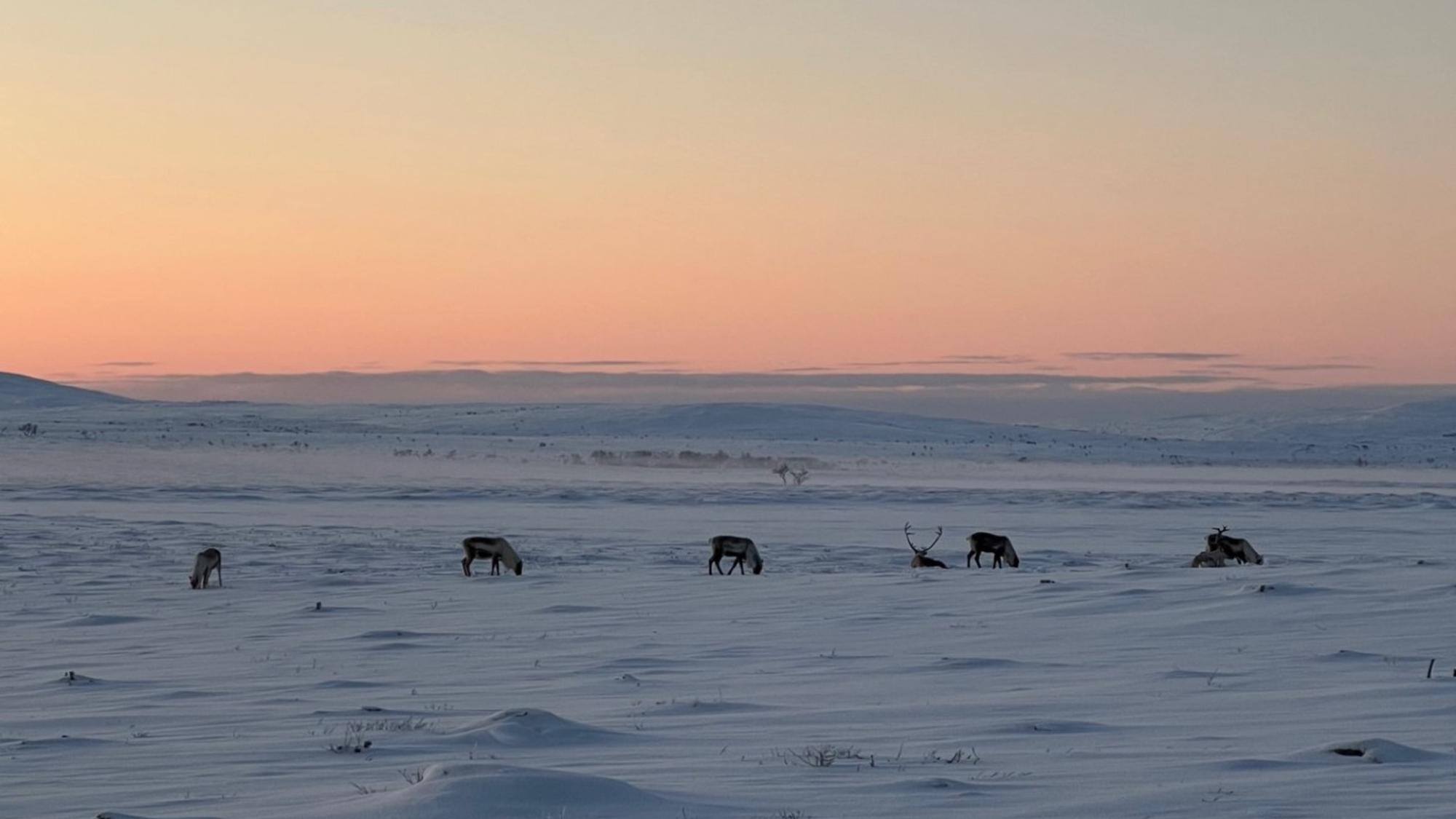 Reindeers and snowcovered fells in sunset