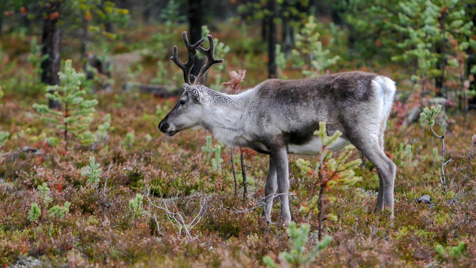 Poro metsässä