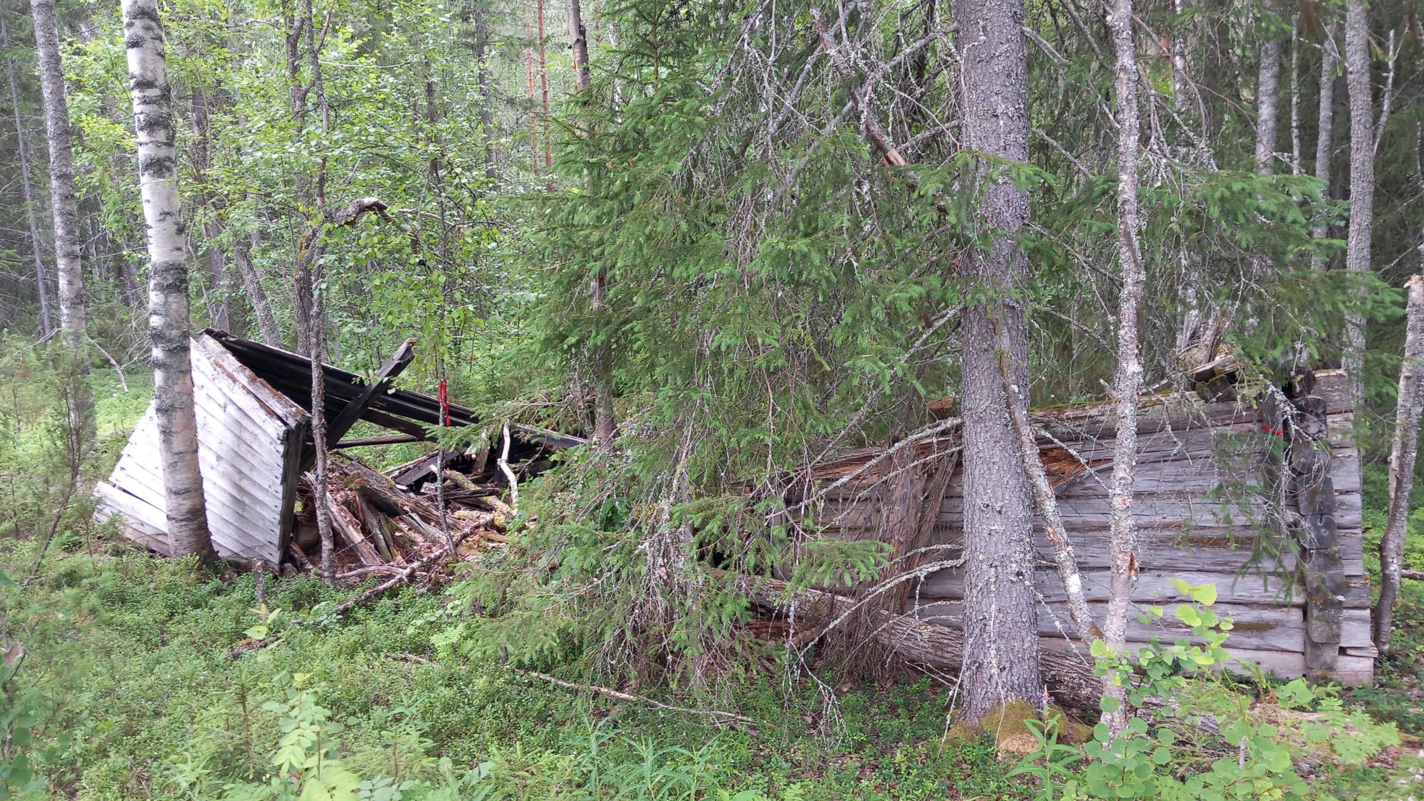 Sisäänpäin romahtanut, salvottu hirsirakennus metsämaastossa.