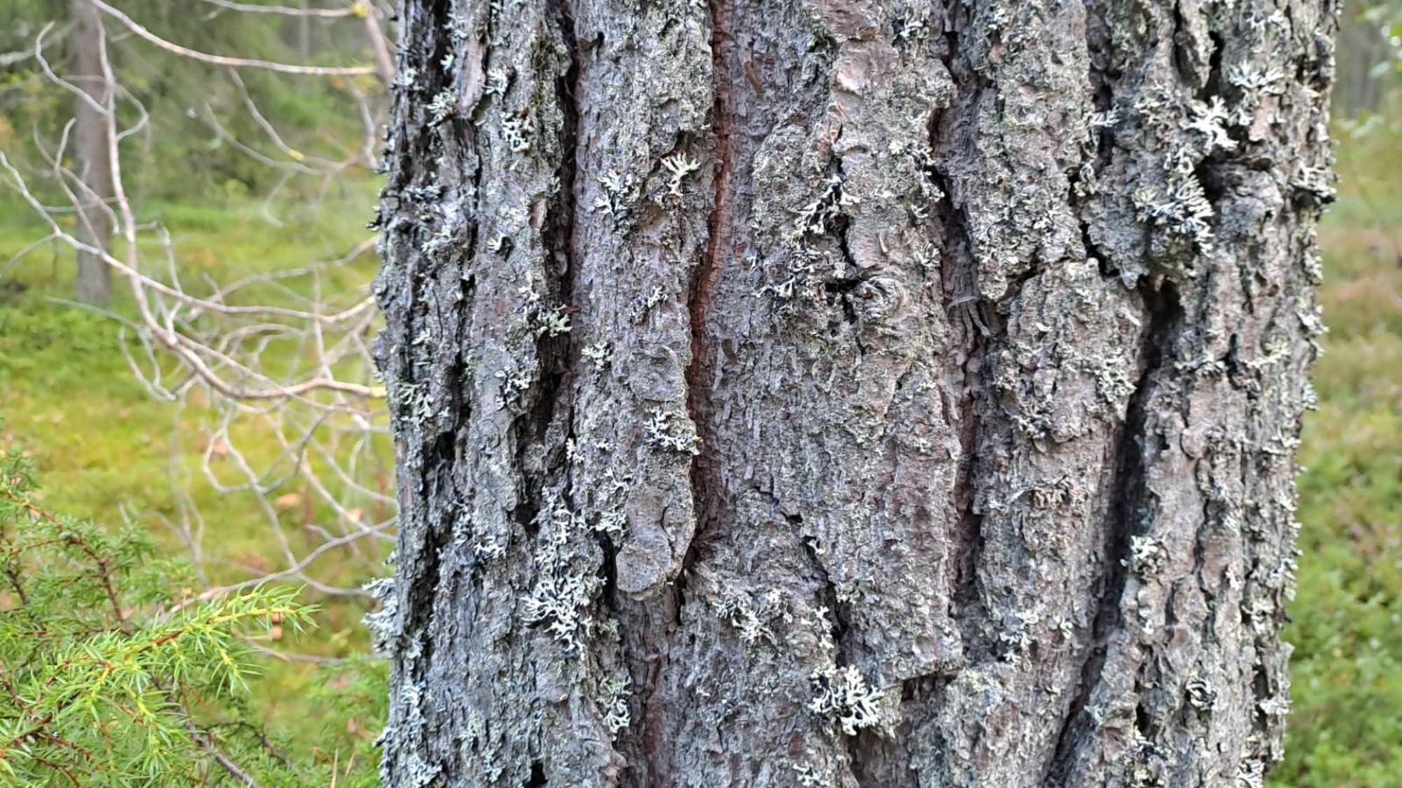 Männyn kylkeä