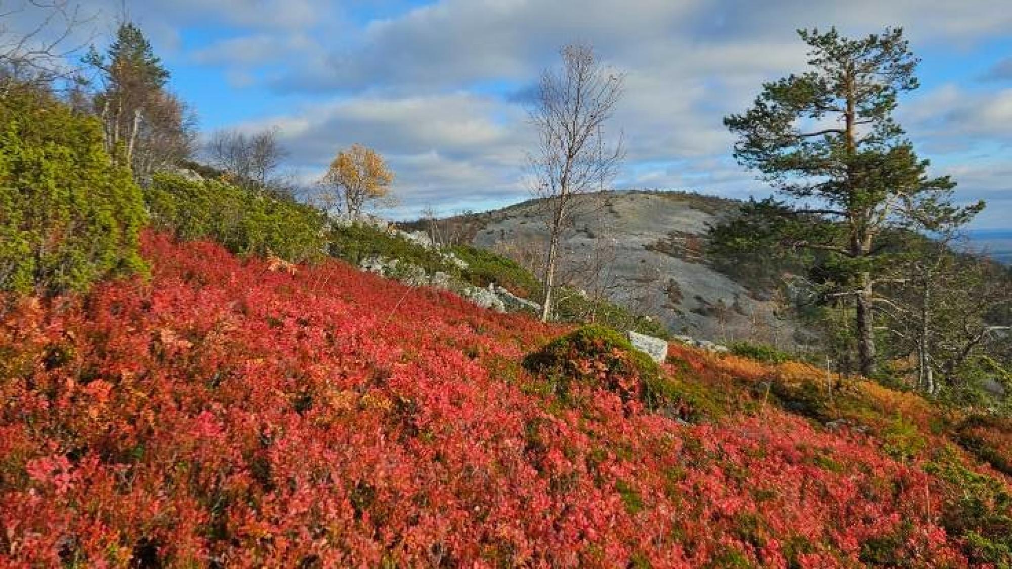 Fell landscape in autumn colors, Pyhä Luosto, Finland