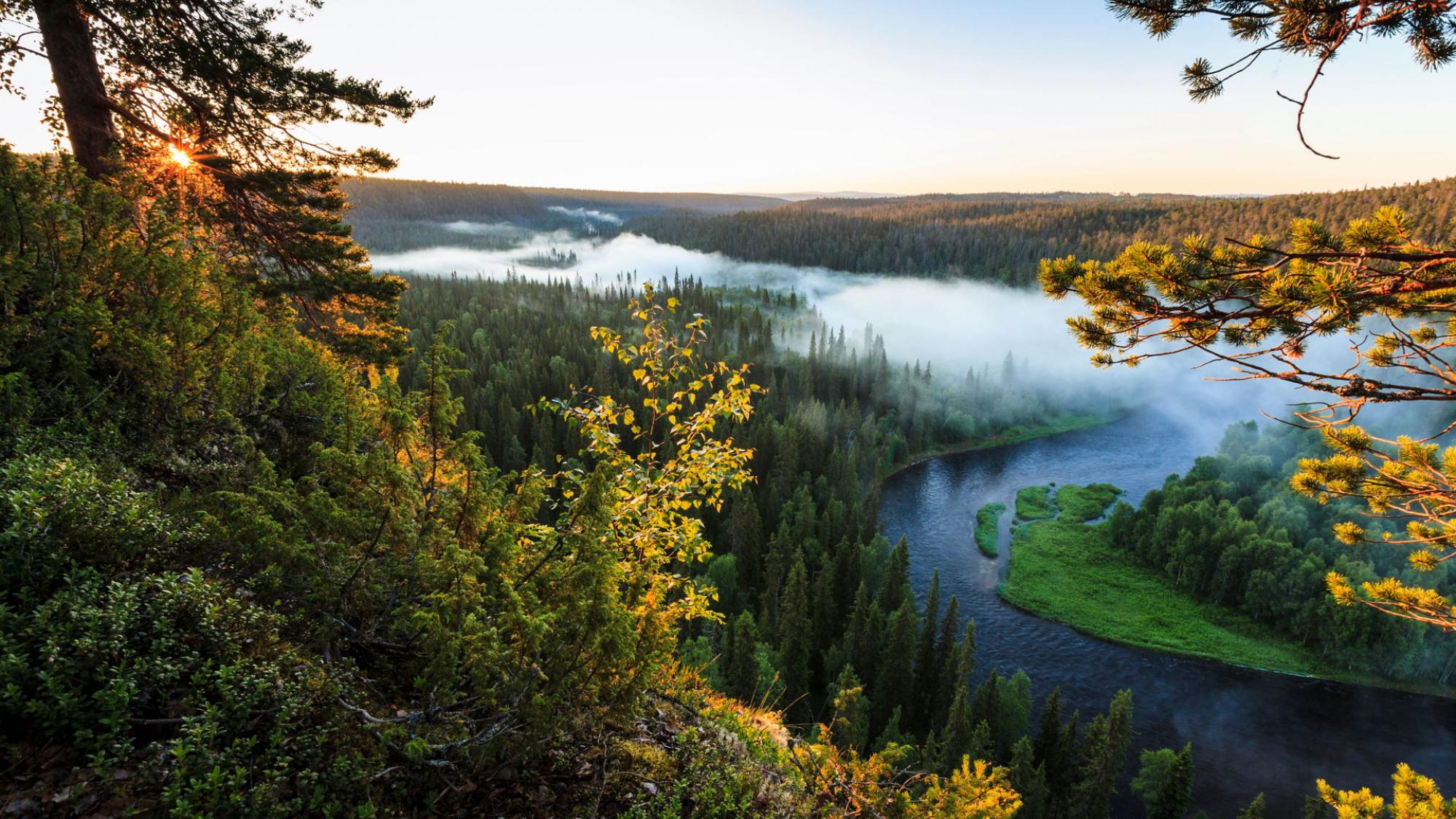 Forest and waterways. Photographed from above.