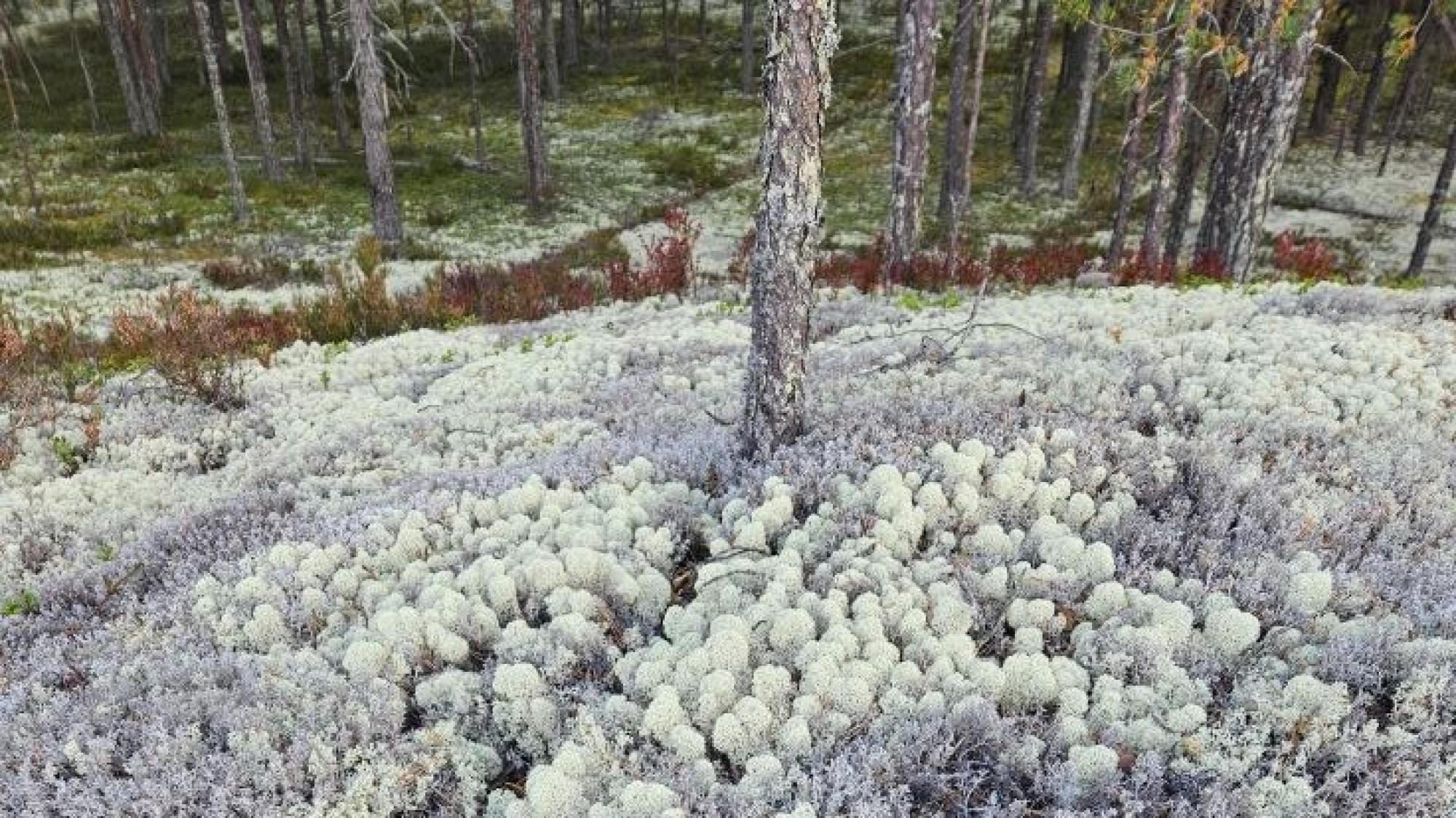 Grey and light green lichen in the ground, Rokua national park, Finland
