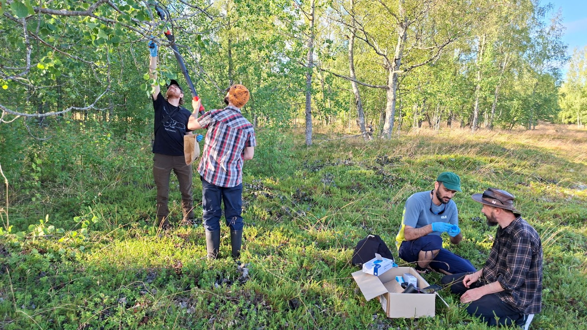 Four people collecting samples from deciduous trees in a sunny, summery landscape.