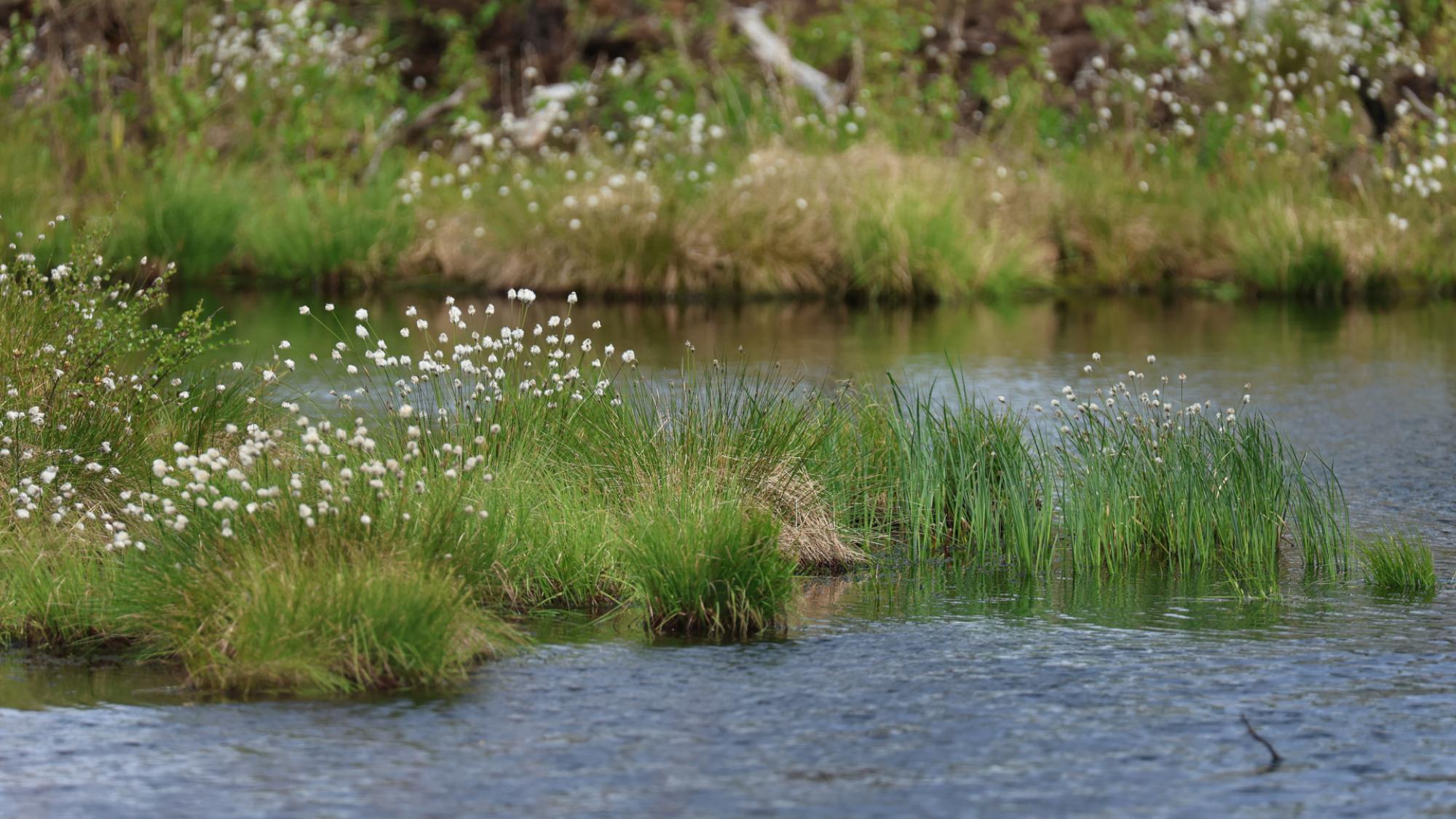 A photo by Dominika Bujnakova of the landscape in Sanginjoki protected area.