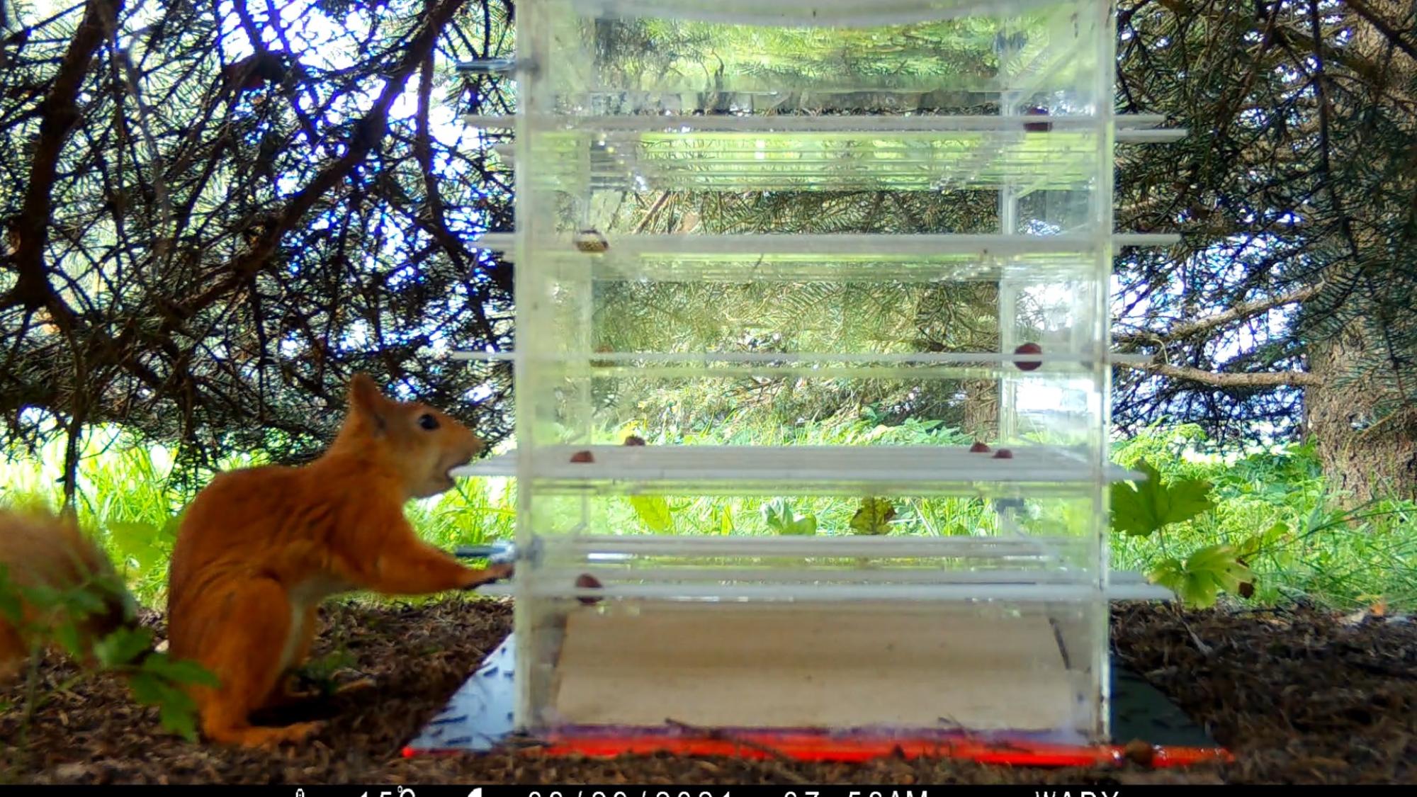 Orava puistossa kesällä