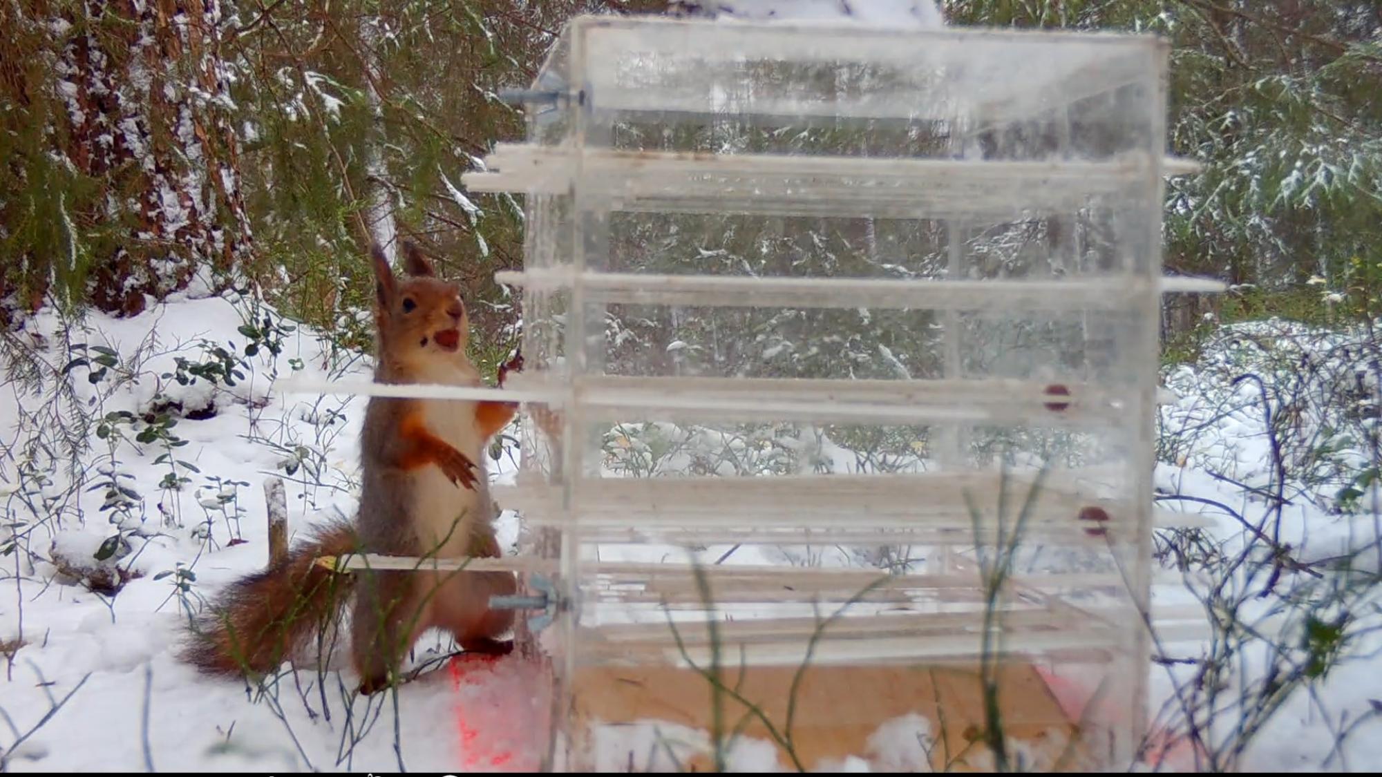 Orava talvisessa puistossa