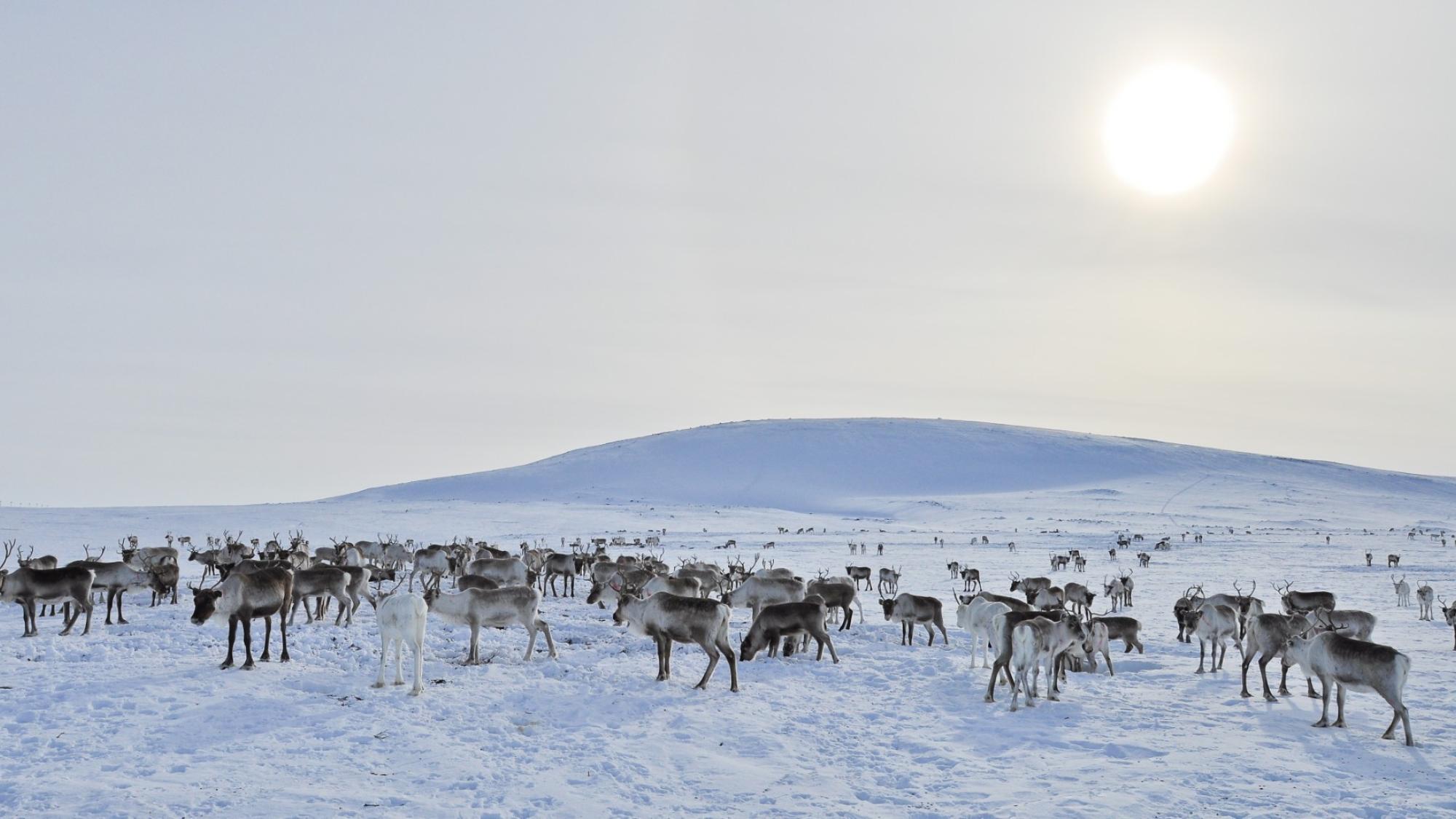 Reindeers hearding in the snow on a sunny winter day