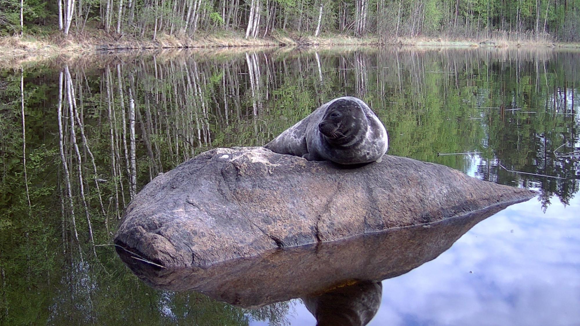 Saimaa seal on a stone in a lake