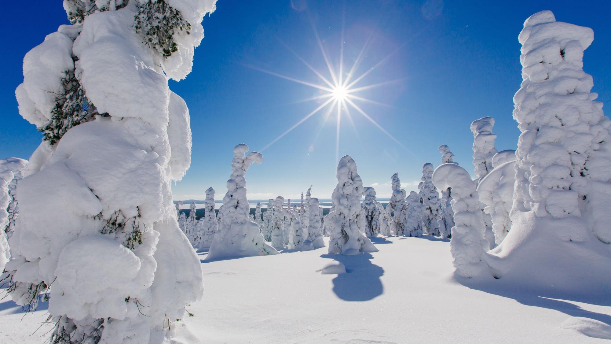 A photo from snowy forest in Northern Finland.