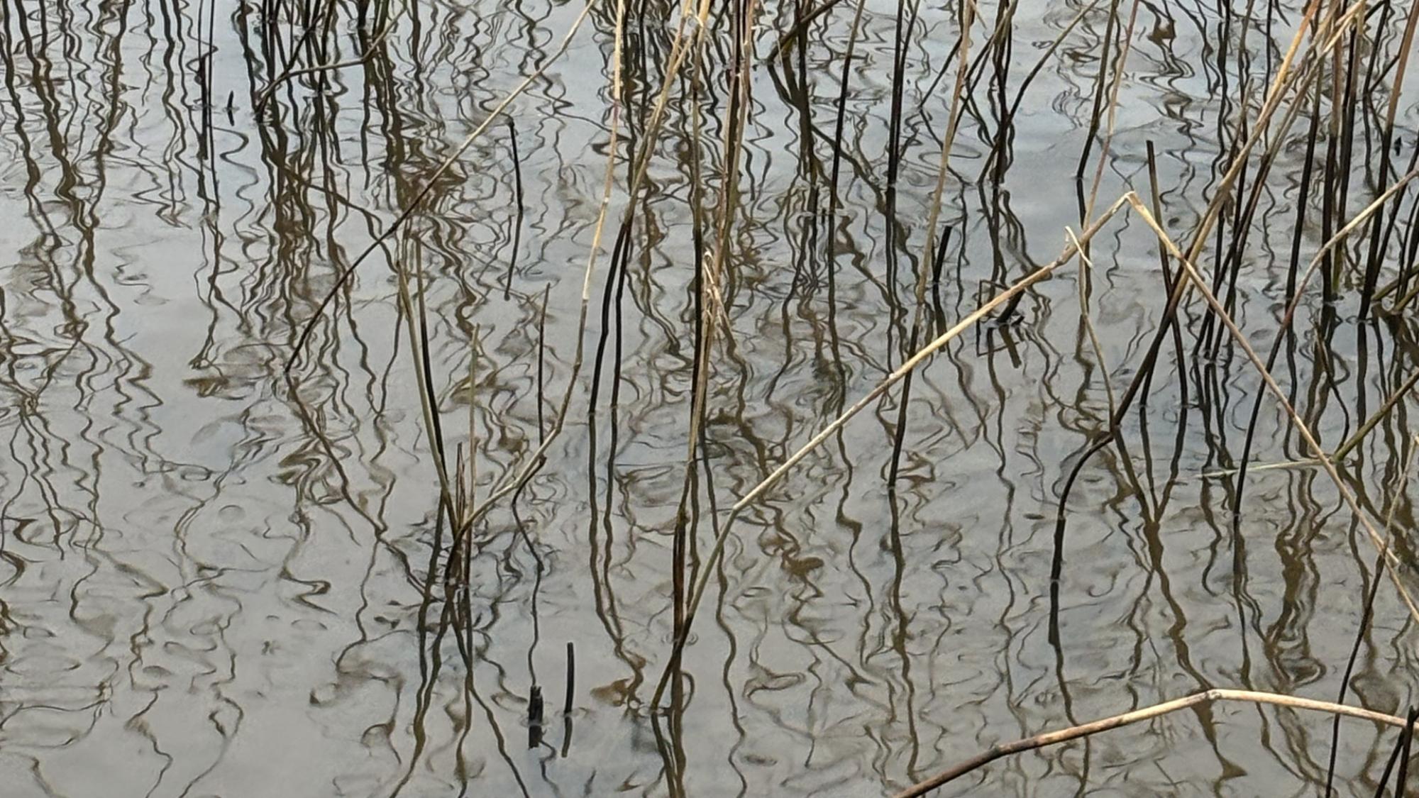 Photo of a bed of reeds by Rebecca Carlson